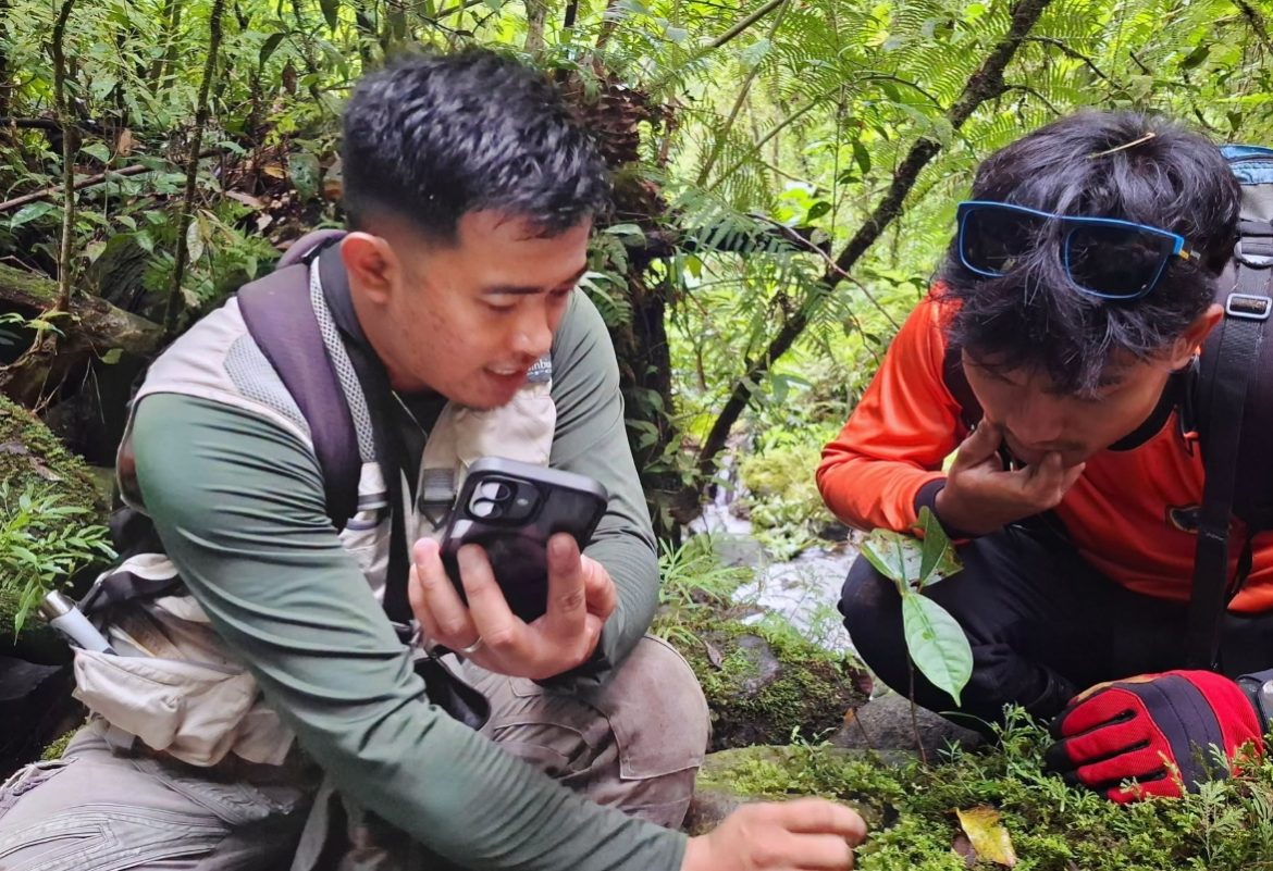Researchers closely examine Altut Tuna Peak Treubia insigne during a biodiversity study in Davao del Sur