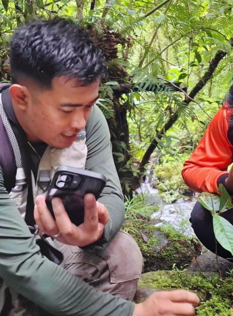 Altut Tuna Peak Yields Rare Liverwort, Extending the Known Range of Treubia Insignis