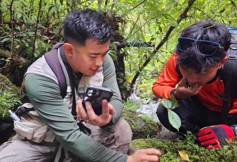 Altut Tuna Peak Yields Rare Liverwort, Extending the Known Range of Treubia Insignis