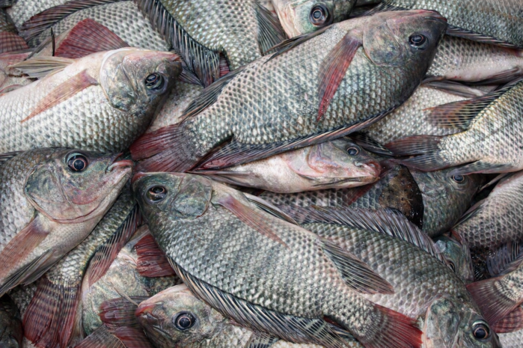 Fresh tilapia fish representing the growth of tilapia farming in the Philippines and the country's aquaculture industry