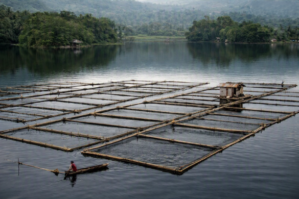 The Tilapia Boom: How This Hardy Species Shapes the Future of Philippine Aquaculture