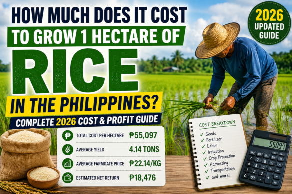 How Much Does It Cost to Grow 1 Hectare of Rice in the Philippines? Complete 2026 Cost & Profit Guide