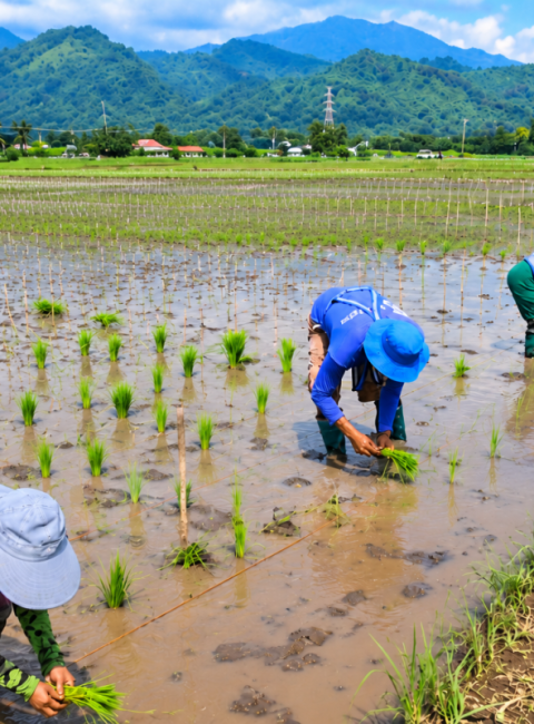 How Much Does It Cost to Grow 1 Hectare of Rice in the Philippines? Complete 2026 Cost & Profit Guide