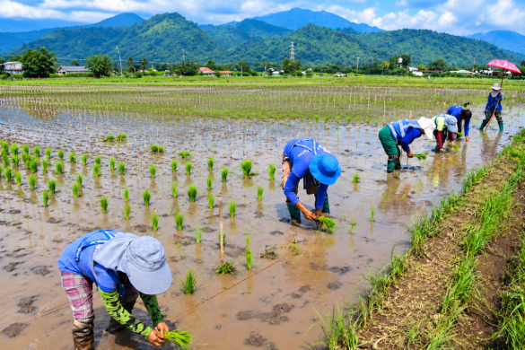 How Much Does It Cost to Grow 1 Hectare of Rice in the Philippines? Complete 2026 Cost & Profit Guide