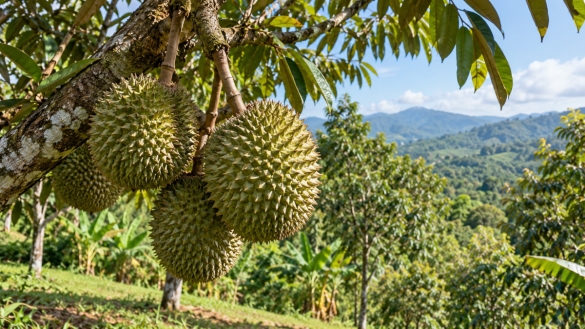 How to Grow Durian in Mindanao: Complete 2026 Farming Guide