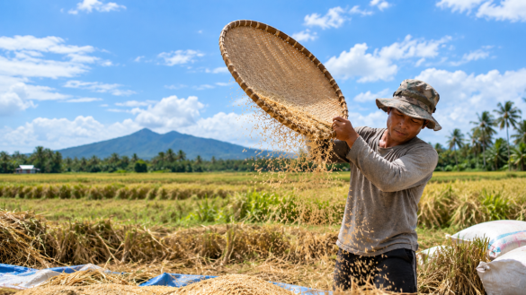How to Start a Small Rice Farm in the Philippines: A Practical 2026 Guide