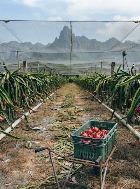 Complete Guide to Starting a Profitable Dragon Fruit Farm in the Philippines