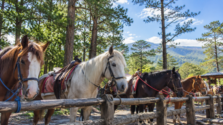 Mist, Pines, and Modern Art: The Ultimate 2026 Insider’s Guide to Baguio