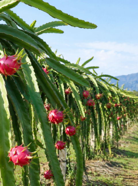 Pitaya Profitable: The Complete Step-by-Step Blueprint to Starting a Commercial Dragon Fruit Farm